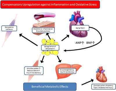 Adipokines and Aging: Findings From Centenarians and the Very Old